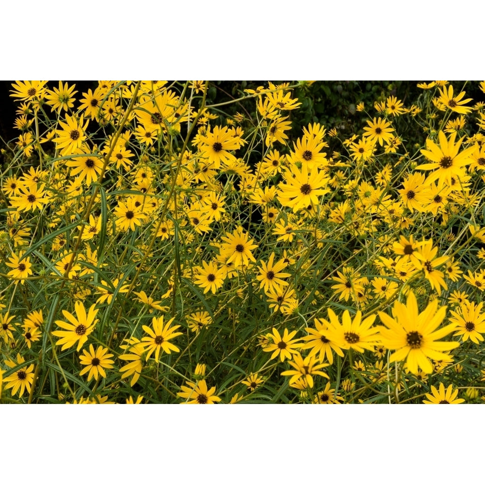 Black-eyed susans in bloom Atlanta Botanical Garden Atlanta Fulton County Georgia USA Poster Print Image 1