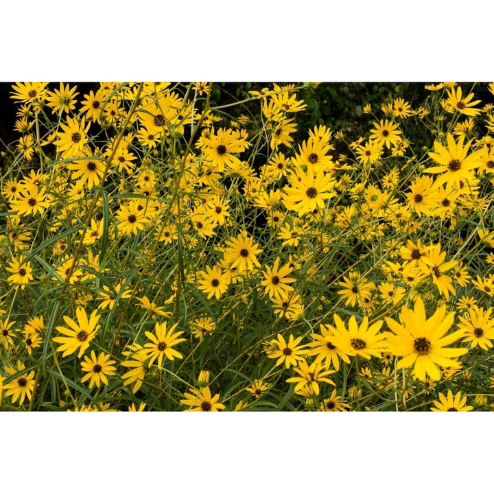 Black-eyed susans in bloom Atlanta Botanical Garden Atlanta Fulton County Georgia USA Poster Print Image 2