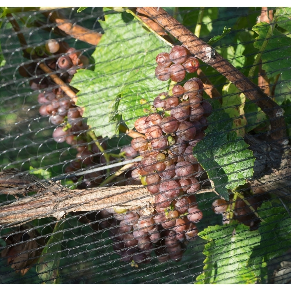 Close-up of grapes on vine behind netting Hawkes Bay Hastings North Island Zealand Print by Panoramic Images Image 1