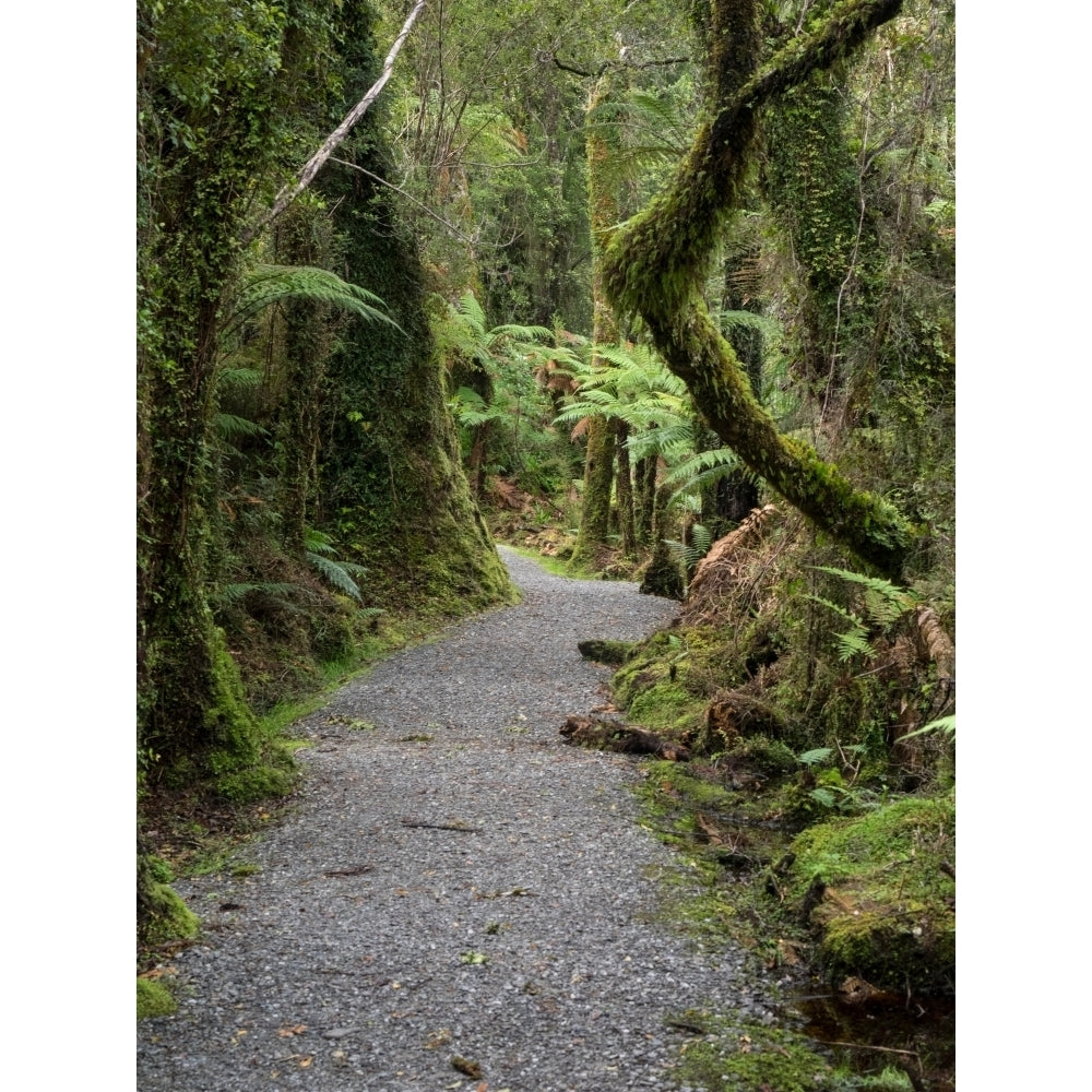 Path passing through forest Te Wahipounamu West Coast South Island Zealand Poster Print Image 2