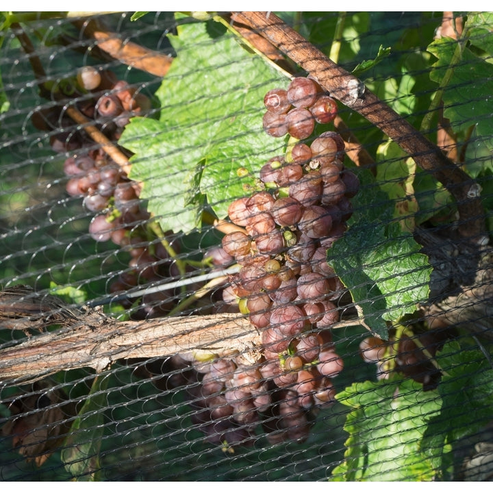 Close-up of grapes on vine behind netting Hawkes Bay Hastings North Island Zealand Print by Panoramic Images Image 2