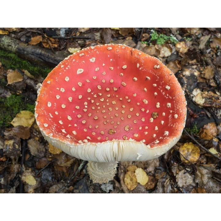 Close-up of Red mushroom growing in a forest West Coast South Island Zealand Poster Print Image 1