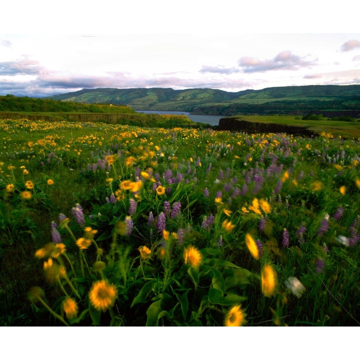 Wildflowers in a field Columbia River Tom McCall Nature Preserve Columbia River Gorge National Scenic Area Multnomah Image 1