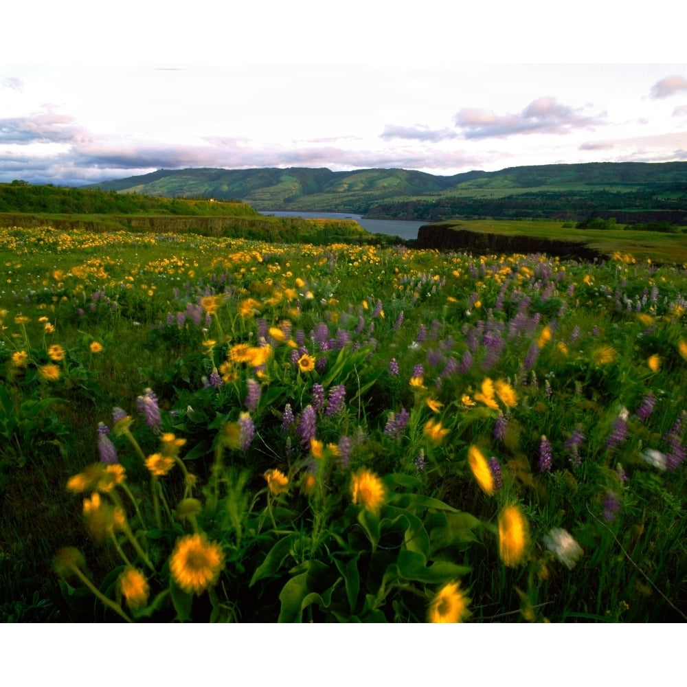 Wildflowers in a field Columbia River Tom McCall Nature Preserve Columbia River Gorge National Scenic Area Multnomah Image 2