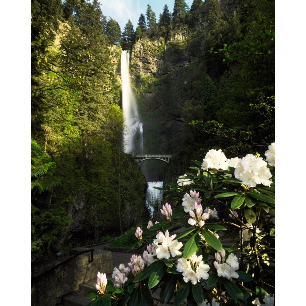 Close-up of flowers under Multnomah Falls Columbia River Gorge National Scenic Area Multnomah County Oregon USA Image 2