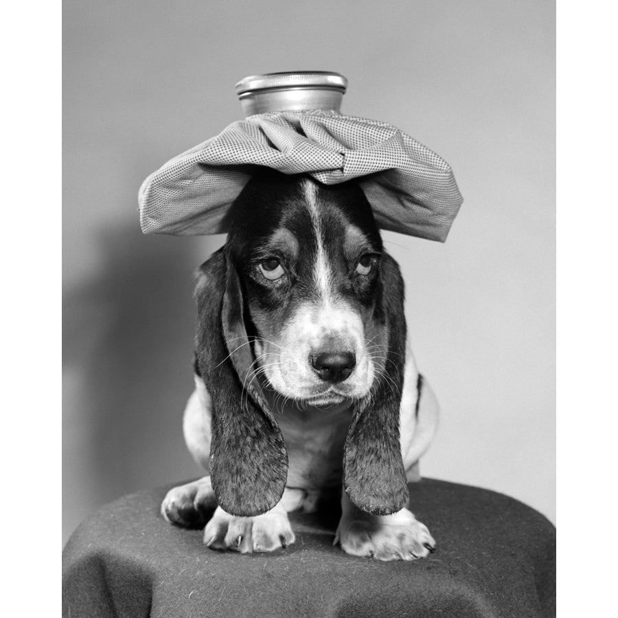 Bassett Hound Dog With Ice Pack On Head Poster Print By Vintage Collection Image 1