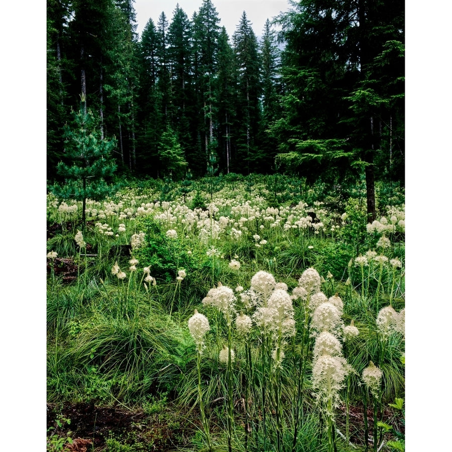 View of Bear Grass in forest Willamette National Forest Linn County Oregon USA Print by Image 1