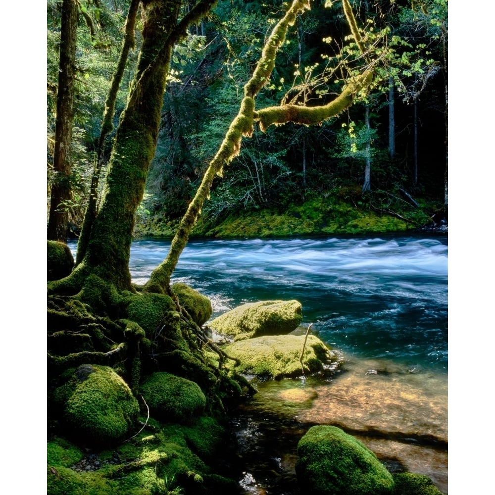 Sunlight on moss covered trees Mackenzie River Willamette National Forest Linn County Oregon USA Print by Panoramic Image 1