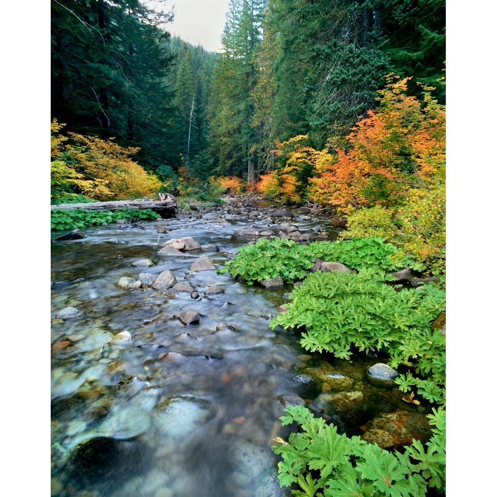 View of North Santiam River flowing through rocks Willamette National Forest Lane County Oregon USA Print by Image 1