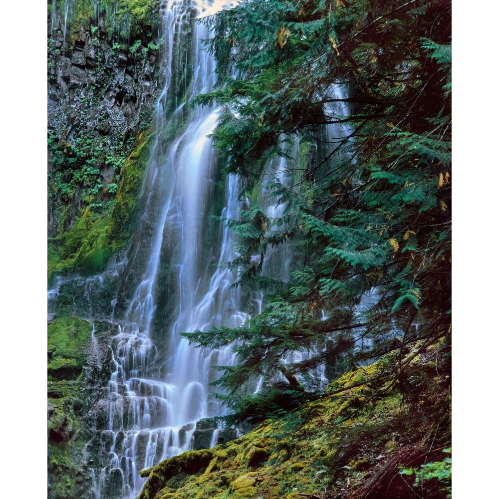 Scenic view of waterfall in a forest Lower Proxy Falls Three Sisters Wilderness Willamette National Forest Lane Image 2