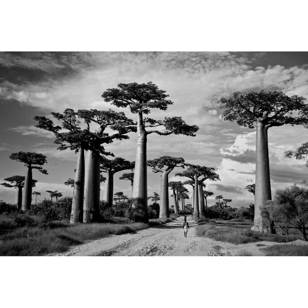 Baobab trees along a dirt road Avenue of the Baobabs Morondava Madagascar Print by Panoramic Image 2