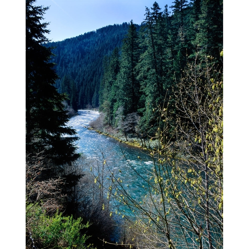 River flowing through a forest North Umpqua River Umpqua National Forest Douglas County Oregon USA Print by Image 2