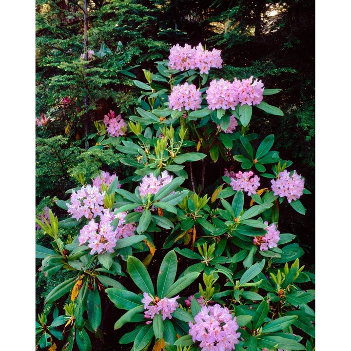 Close-up of Pacific rhododendron flowers blooming on plant Mt Hood National Forest Hood Image 1