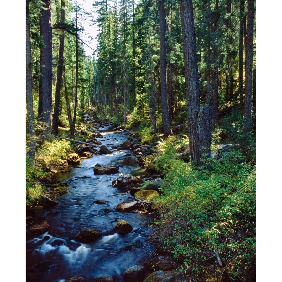 River flowing through a forest South Fork Upper Rogue River Rogue River Siskiyou National Forest Jackson County Image 1