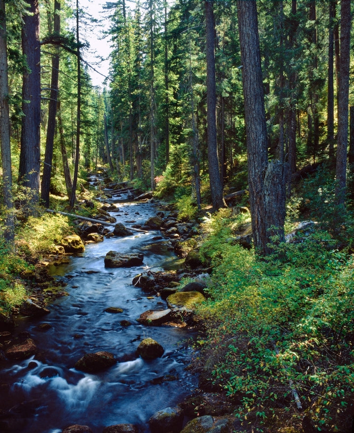 River flowing through a forest South Fork Upper Rogue River Rogue River Siskiyou National Forest Jackson County Image 2