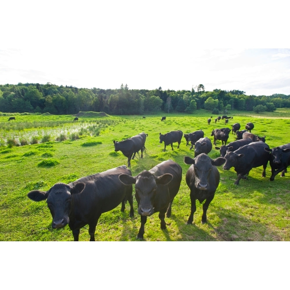 Black Angus Cattle on grassy field Vermont USA Poster Print by Panoramic Images Image 2