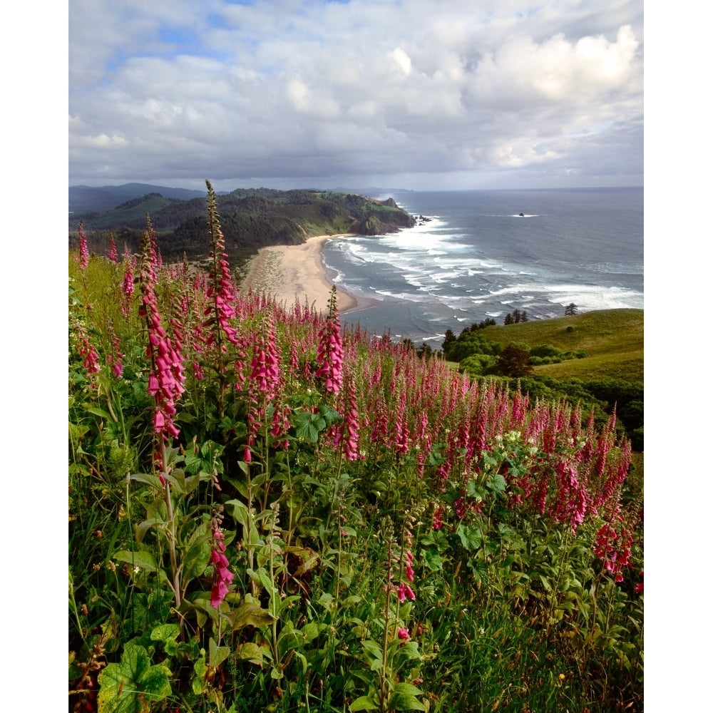 Foxgloves at Cascade Head The Nature Conservancy Tillamook County Oregon USA Print by Panoramic Images Image 1