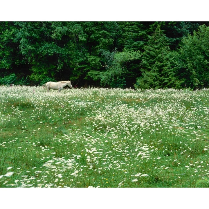 White Horse in a field of white daisies near Seaside Clatsop County Northern Coast Oregon USA Print by Panoramic Image 1