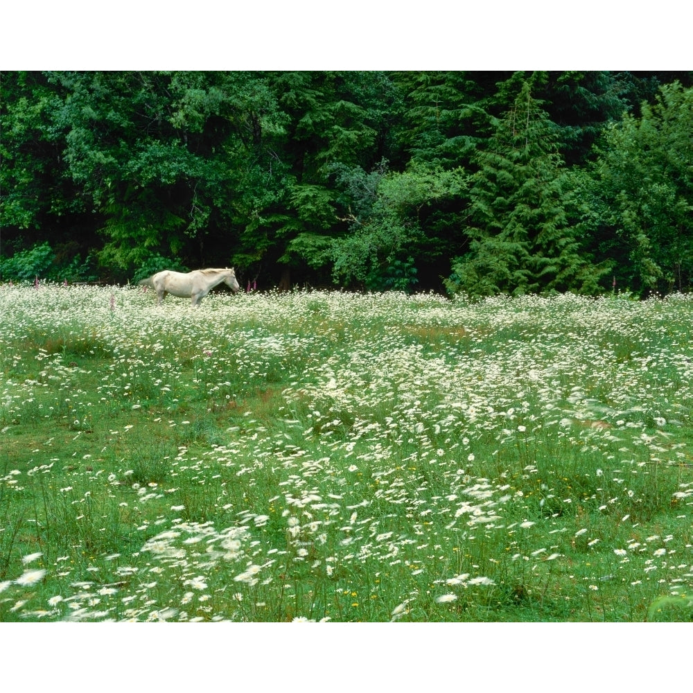 White Horse in a field of white daisies near Seaside Clatsop County Northern Coast Oregon USA Print by Panoramic Image 2