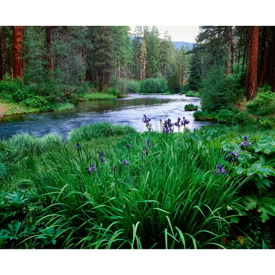 Iris flowers by the Metolius River Camp Sherman Deschutes National Forest Jefferson County Oregon USA Print by Image 1