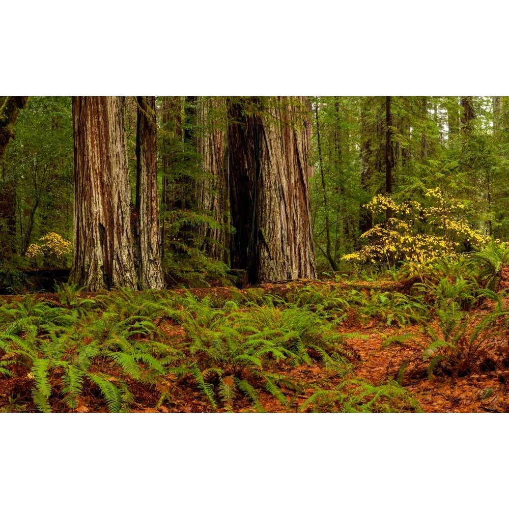 Giant Redwood trees and ferns leaves in a forest Humboldt Redwoods State Park California USA Print by Panoramic Image 2