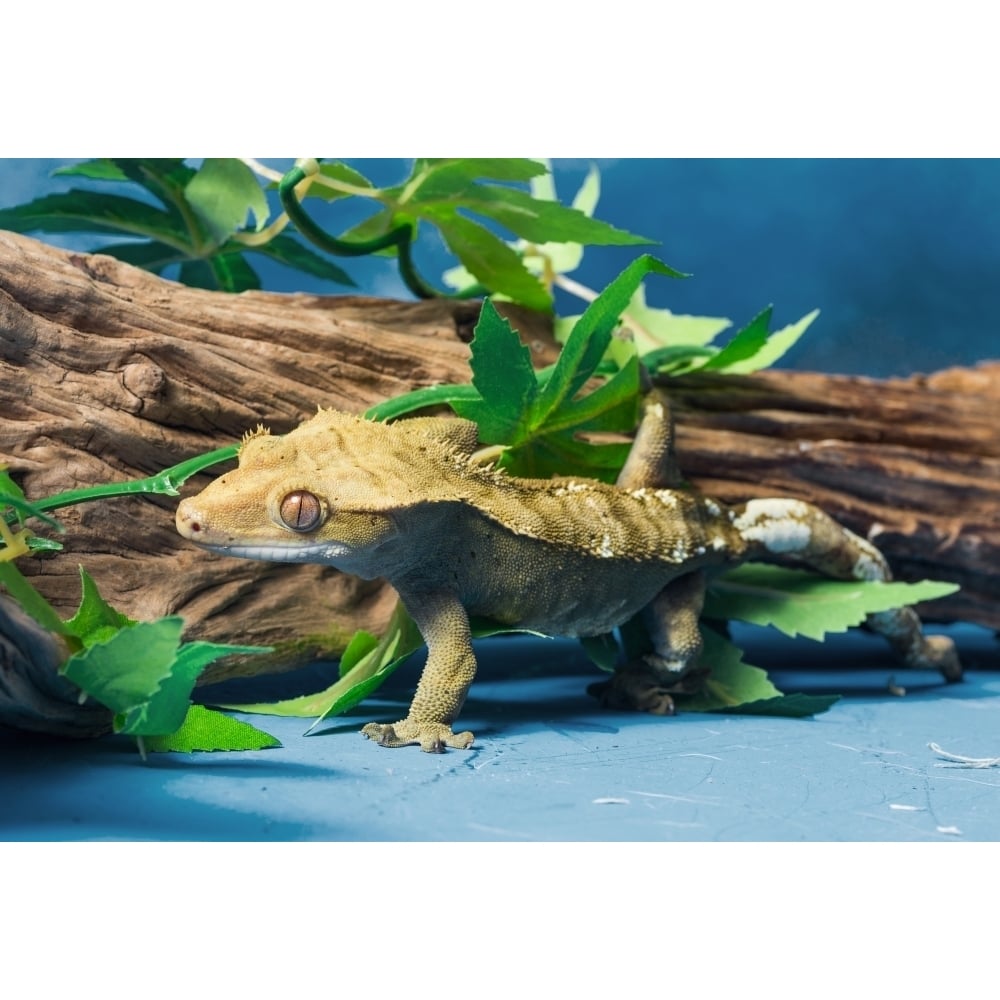 Close-up of Gecko lizard Poster Print by Panoramic Images Image 1