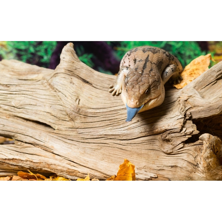 Blue-tongued skink in forest Poster Print by Panoramic Images Image 2