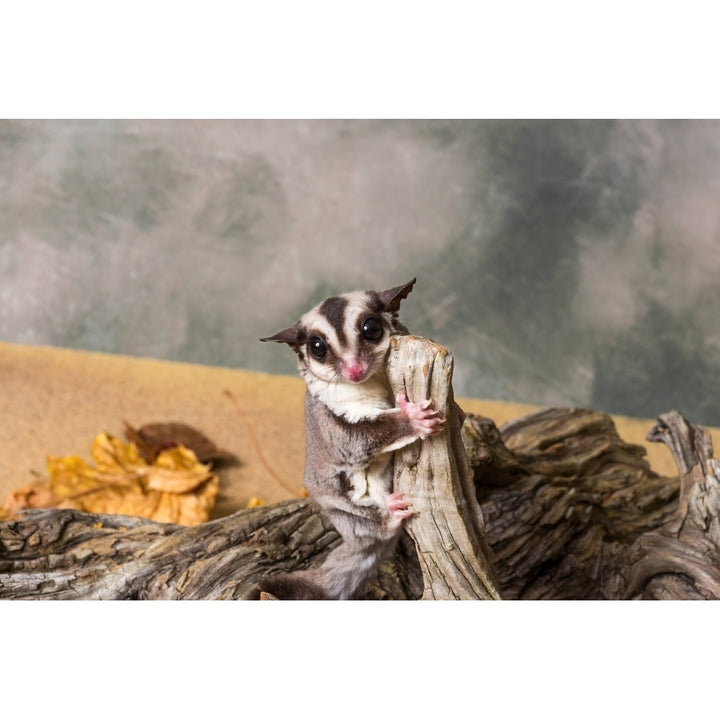 Sugar glider on a tree stump Poster Print by Panoramic Images Image 1