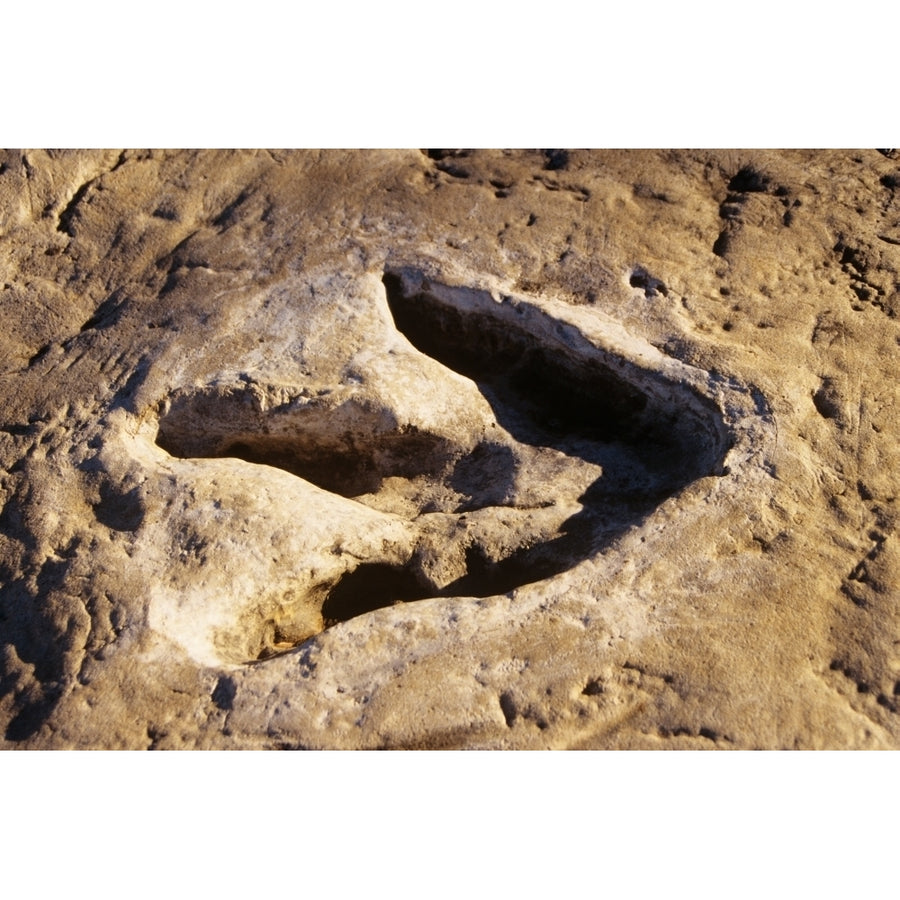 1990s Dinosaur Track Glen Rose Tx Poster Print By Vintage Collection Image 1