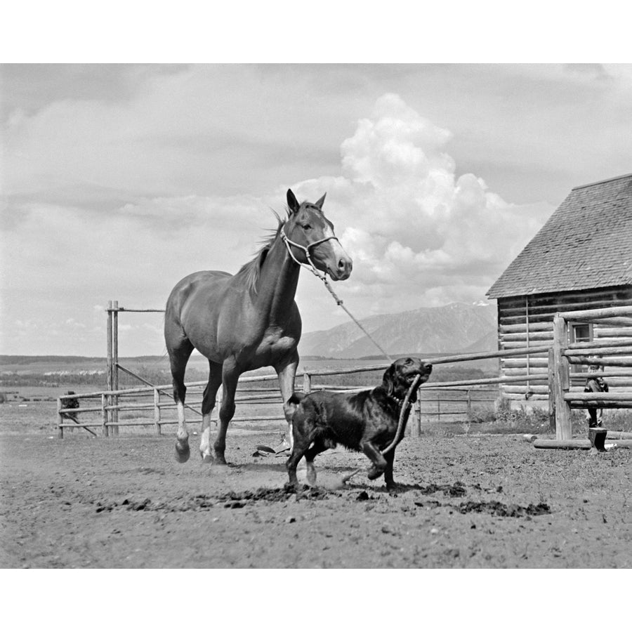 1950s-1960s Black Dog Leading Horse By Holding Rope Halter In His Mouth Poster Print By Vintage Collection Image 1