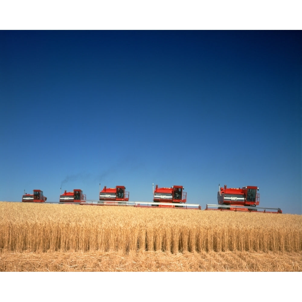 1970s Five Massey Ferguson Combines Harvesting Wheat Nebraska Usa Poster Print By Vintage Collection Image 1