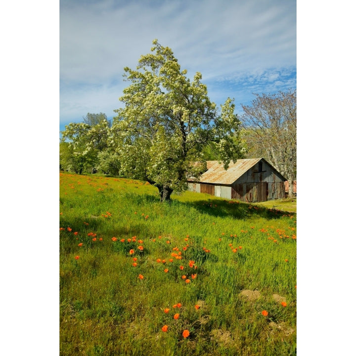 Old barn next to a colorful bouquet of spring flowers and California Poppies near Lake Hughes CA Print by Panoramic Image 1