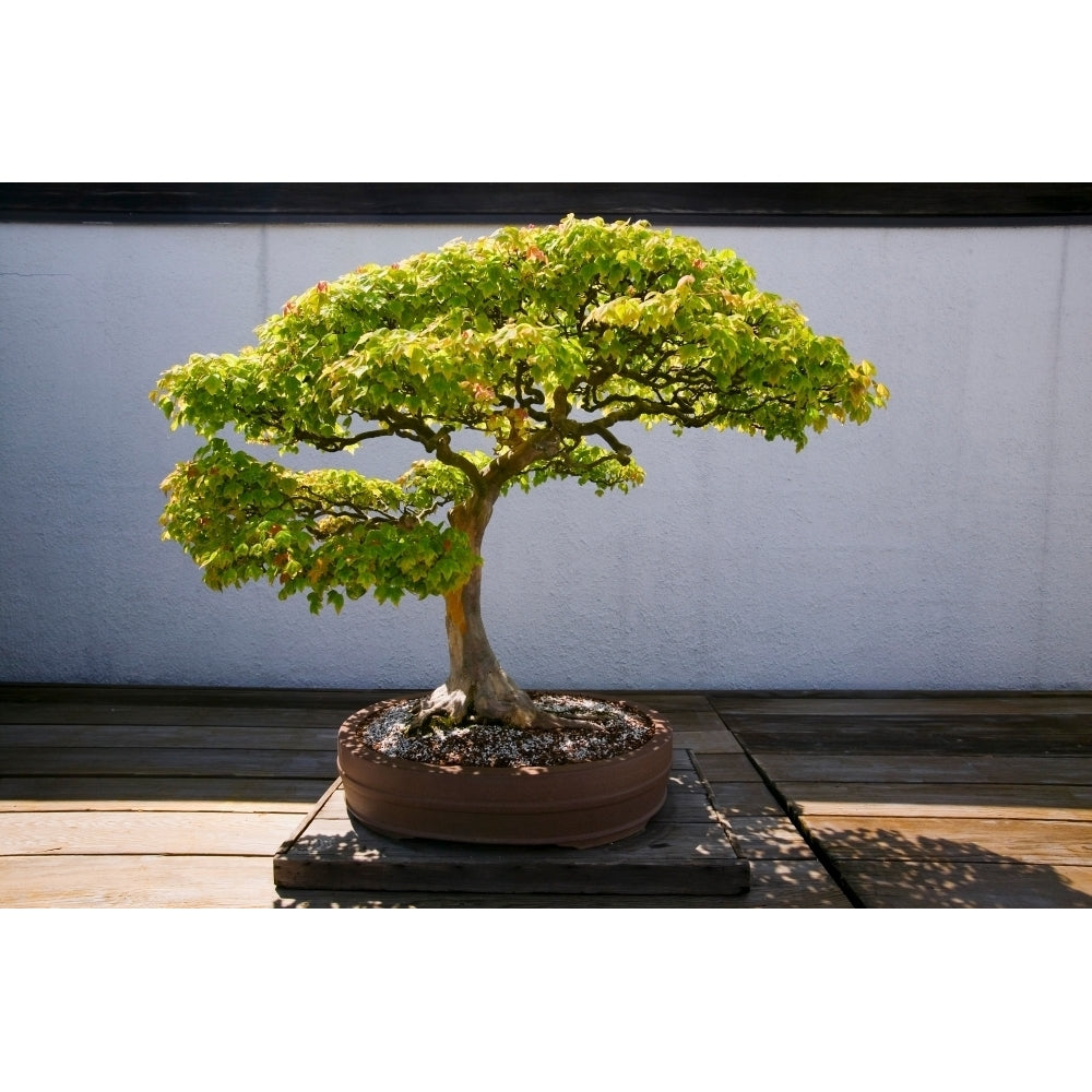 Japanese Bonsai tree in National Arboretum Washington D.C. Poster Print by Panoramic Images Image 1