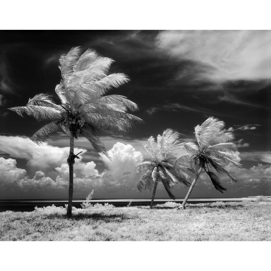 1960s Infrared Scenic Photograph Of Tropical Palm Trees Blowing In Storm Florida Keys Usa Print By Vintage Collection Image 1