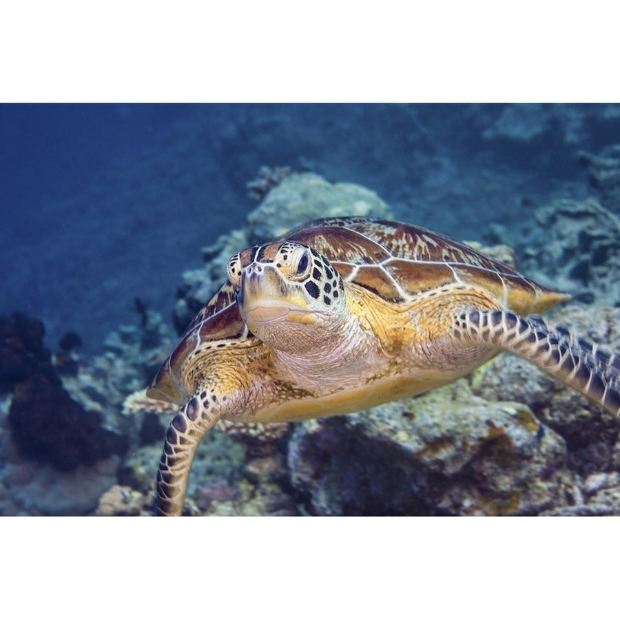 Portrait of a green turtle in the waters of Maratua Indonesia. Poster Print by Alessandro Cere/Stocktrek Images Image 1