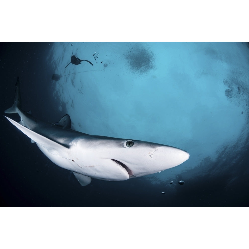 A blue shark swims by the camera in the waters of South Africa. Poster Print by Alessandro Cere/Stocktrek Images Image 1