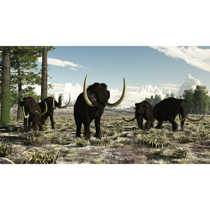 Woolly Mammoths in the prehistoric northern hemisphere Poster Print Image 2