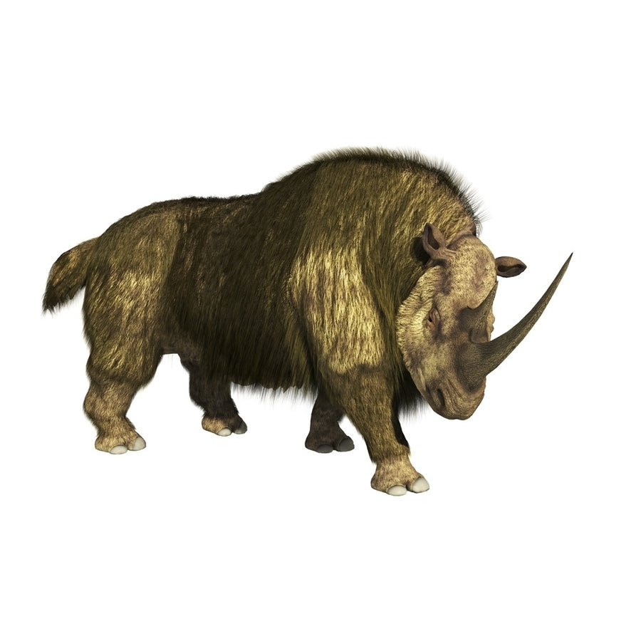 Woolly rhino on a white background stepping forward. Poster Print by Arthur Dorety/Stocktrek Images Image 1