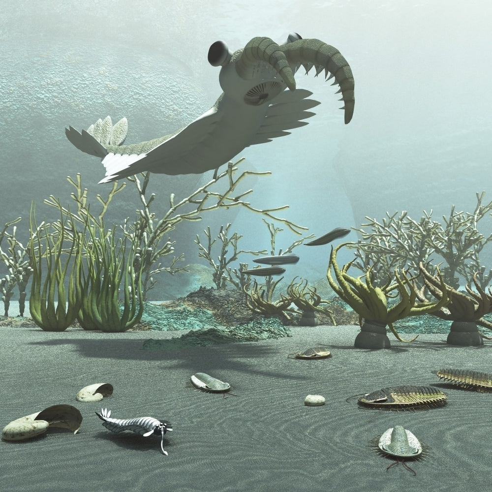 Animals and floral life from the Burgess Shale formation of the Cambrian period Poster Print Image 2