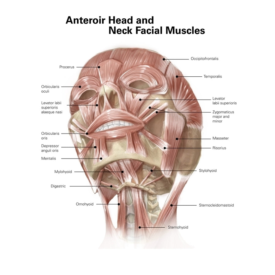 Anterior neck and facial muscles of the human head . Poster Print by Alan Gesek/Stocktrek Images Image 1