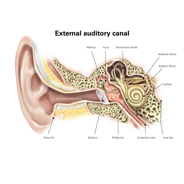 External auditory canal of human ear . Poster Print by Alan Gesek/Stocktrek Images Image 2