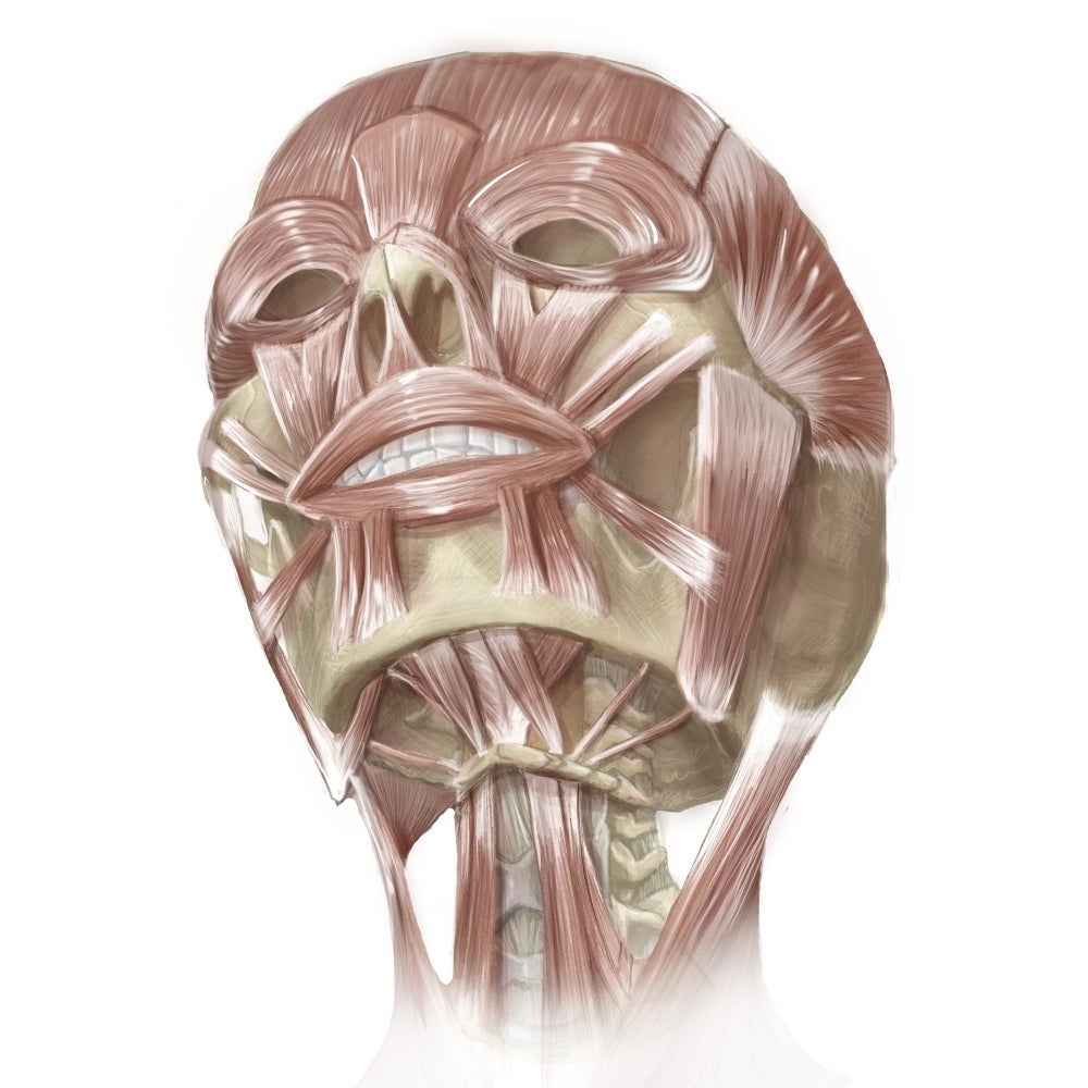 Anterior neck and facial muscles of the human head. Poster Print by Alan Gesek/Stocktrek Images Image 2