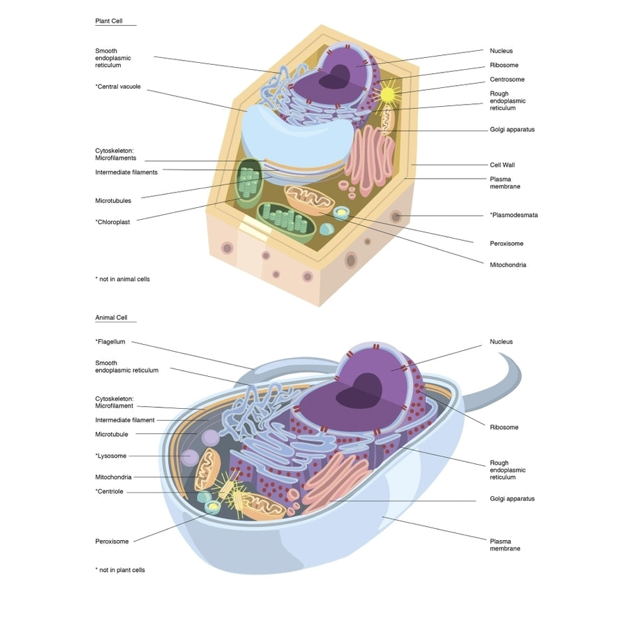 Comparative illustration of plant and animal cell anatomy . Poster Print by Alan Gesek/Stocktrek Images Image 1