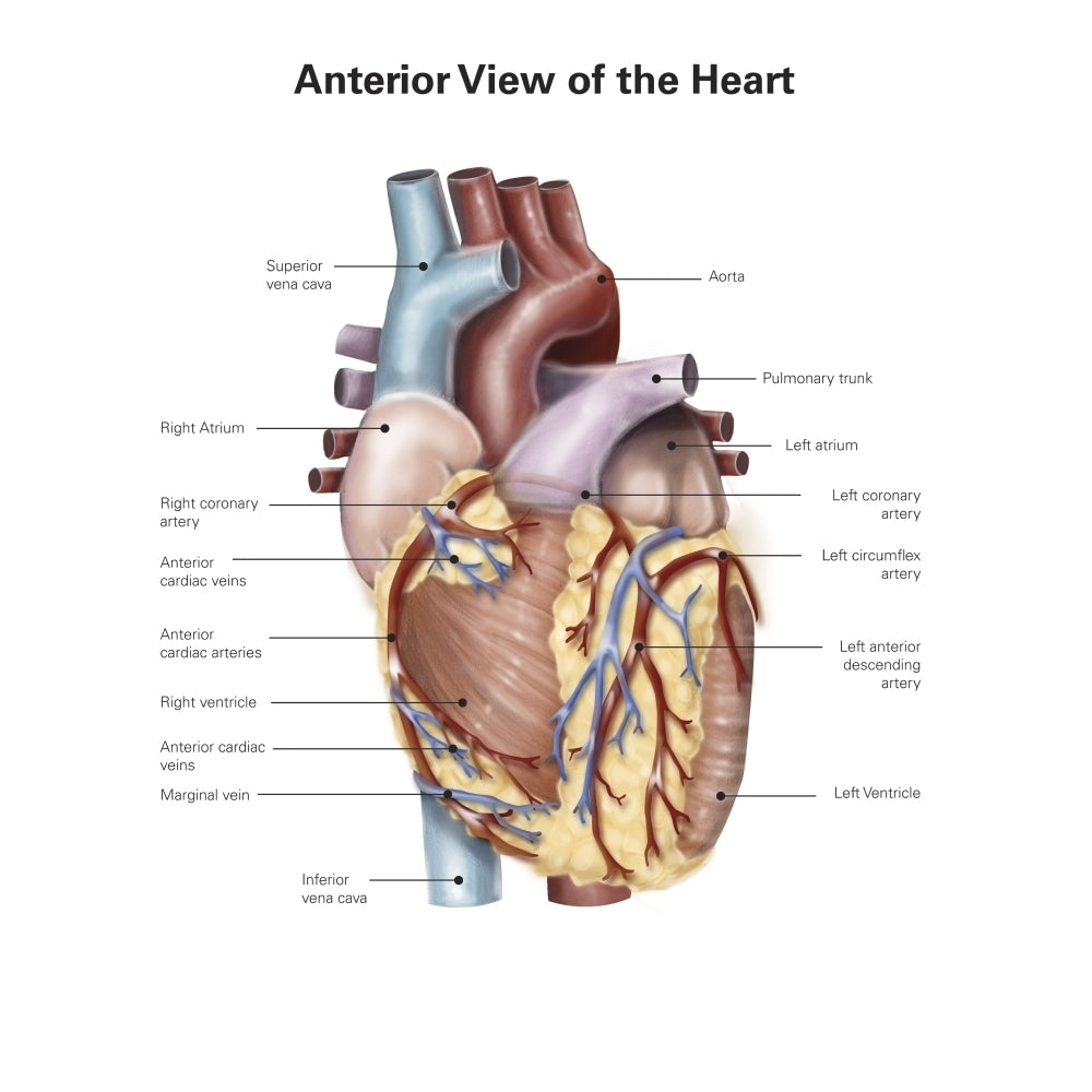 Anterior view of the human heart. Poster Print by Alan Gesek/Stocktrek Images Image 1