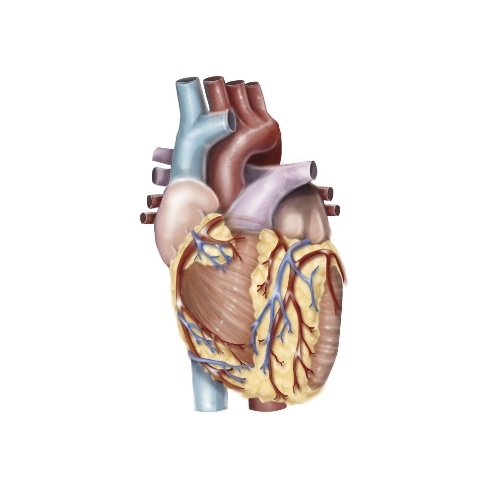 Anterior view of the human heart. Poster Print by Alan Gesek/Stocktrek Images Image 2