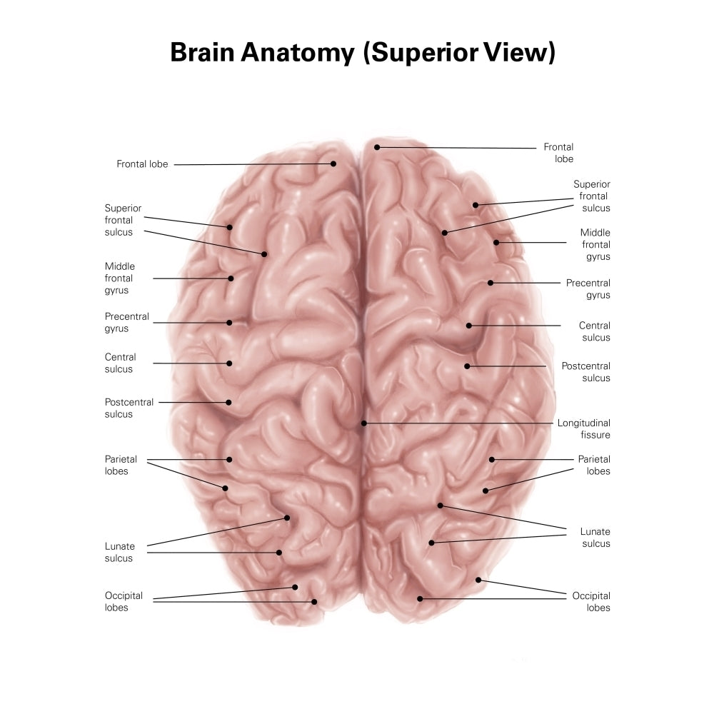 Human brain anatomy superior view. Poster Print by Alan Gesek/Stocktrek Images Image 1