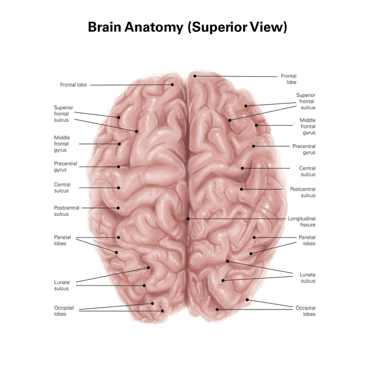 Human brain anatomy superior view. Poster Print by Alan Gesek/Stocktrek Images Image 2