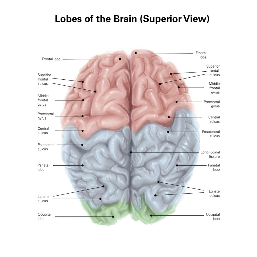 Superior view of human brain with colored lobes and labels. Poster Print by Alan Gesek/Stocktrek Images Image 1