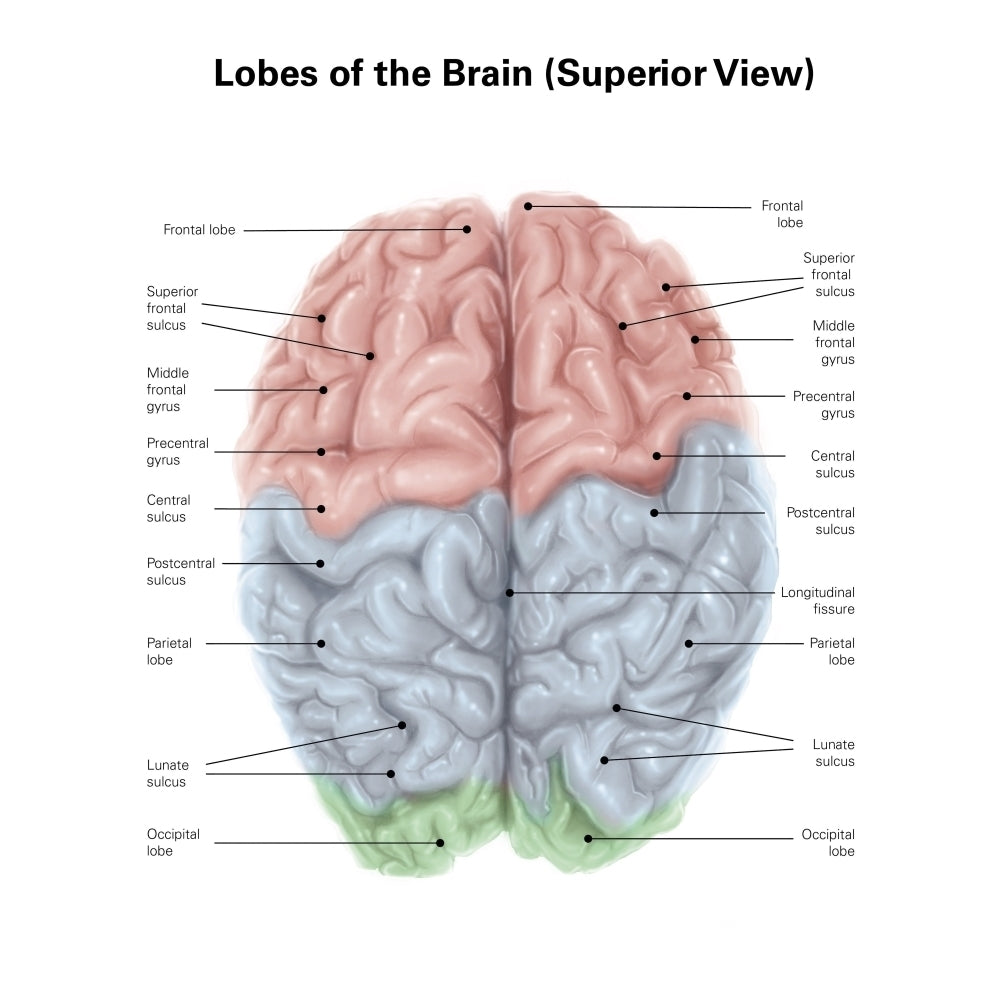 Superior view of human brain with colored lobes and labels. Poster Print by Alan Gesek/Stocktrek Images Image 2