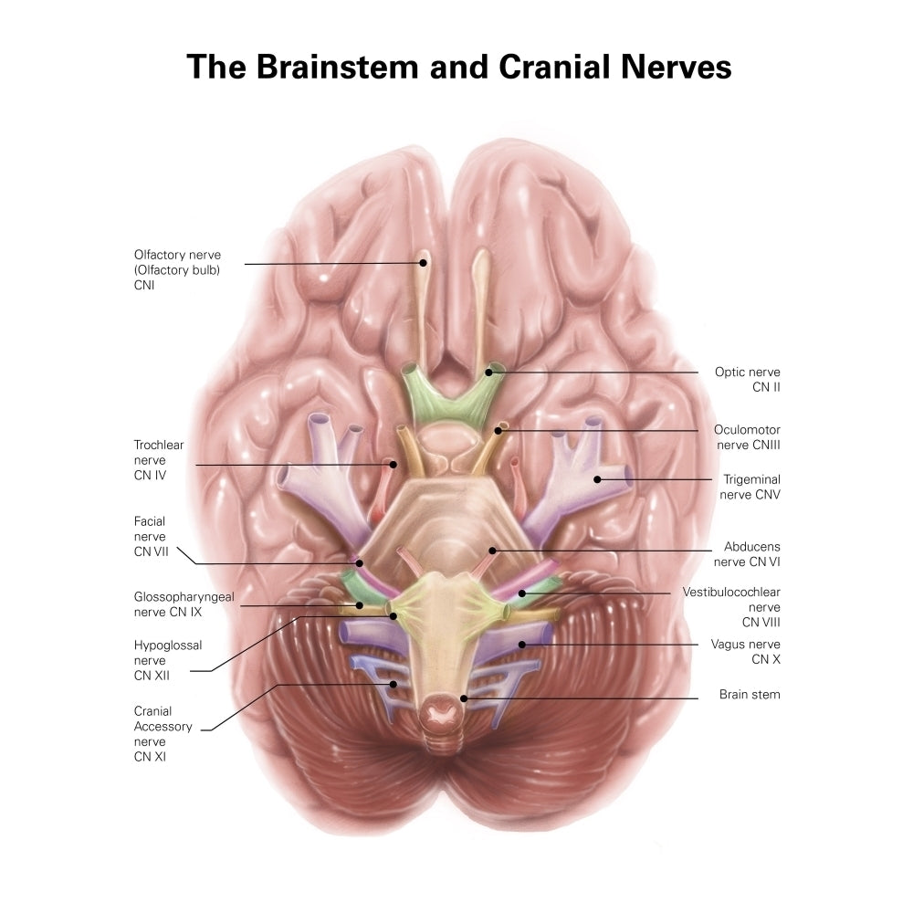 Anatomy of human brain stem and cranial nerves. Poster Print by Alan Gesek/Stocktrek Images Image 2